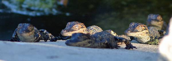 Baby alligators basking in the sun