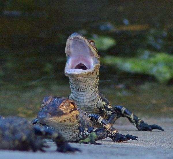 Baby alligator yawning