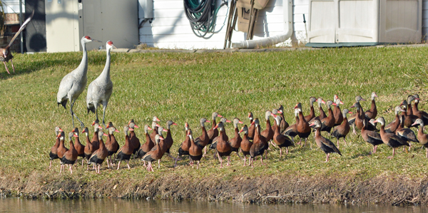 Black-bellied Whistling-Ducks and Sandhill Cranes