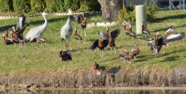 Black-bellied Whistling-Ducks and Sandhill Cranes