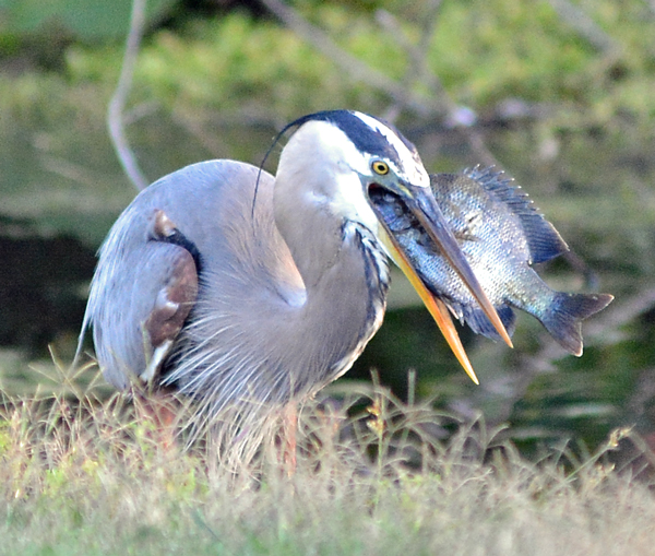 Great Blue Heron (and dinner)