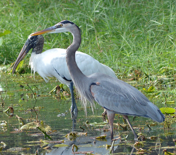 Wood Stork and Great Blue Heron
